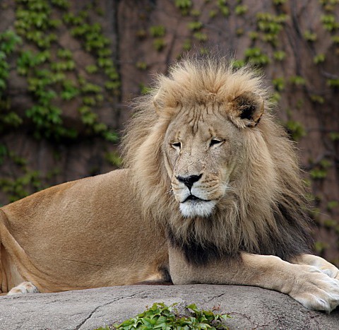 lincoln-park-zoo-lion