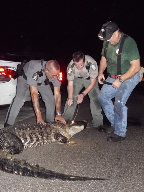 Operation Wild capturing a Crocodile