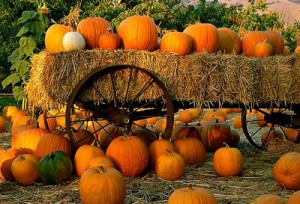 Pumpkin-Patch-300×204